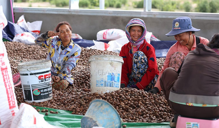 Australia-Japan partnership powers Cambodia’s cashew growth